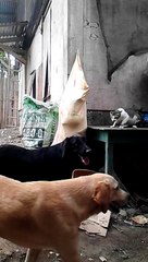 Who will win, dogs or cat?