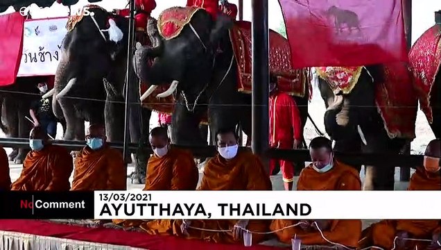 В Таиланде поздравляют слонов