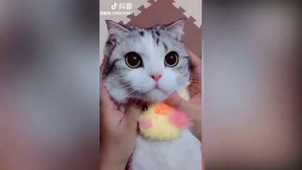 Tiktok cute CATS funny video compilation 2021