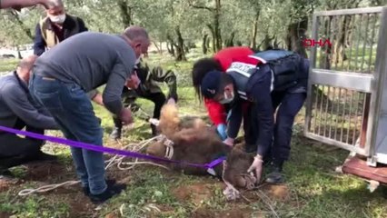 BURSA Kapana yakalanan ayı, kurtarıldı