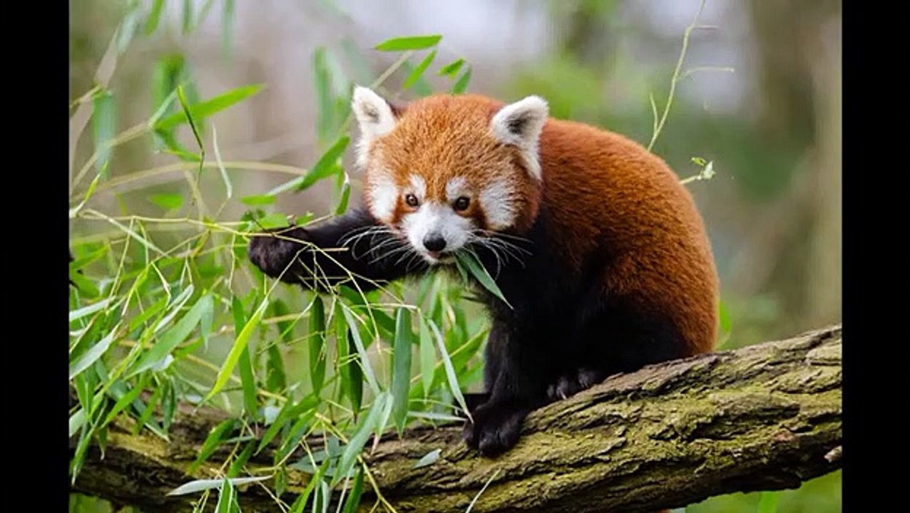 CUTE ANIMALS