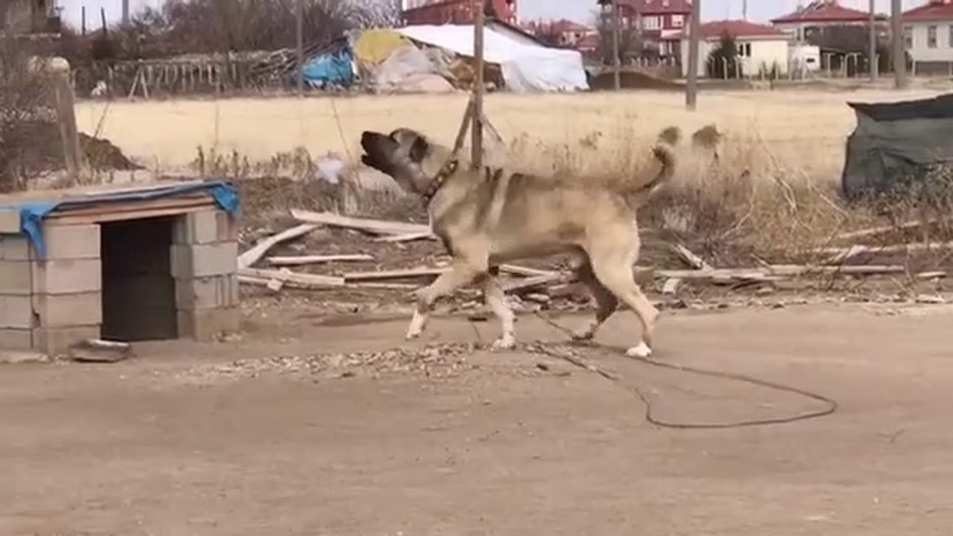 DEVLERDEN ADAMCI MALAKLI COBAN KOPEGi - GiANT MALAKLI SHEPHERD DOG