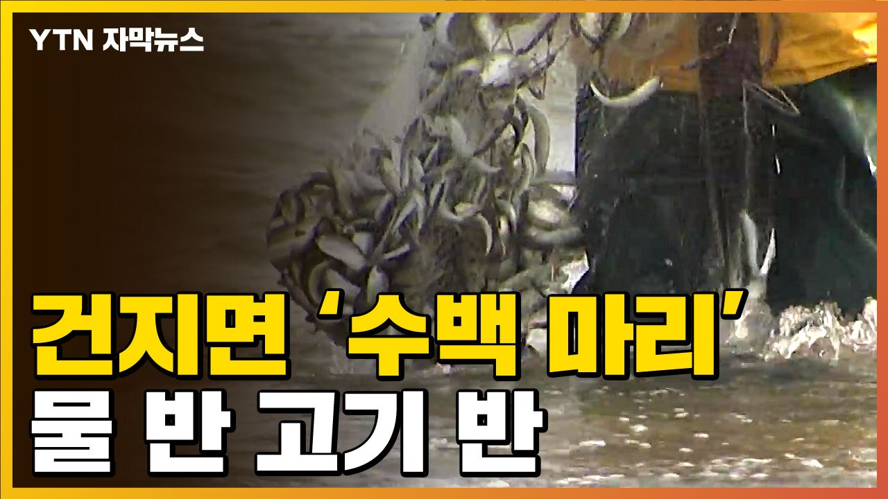 [자막뉴스] 건졌다 하면 '수백 마리'...믿을 수 없는 진풍경 / YTN