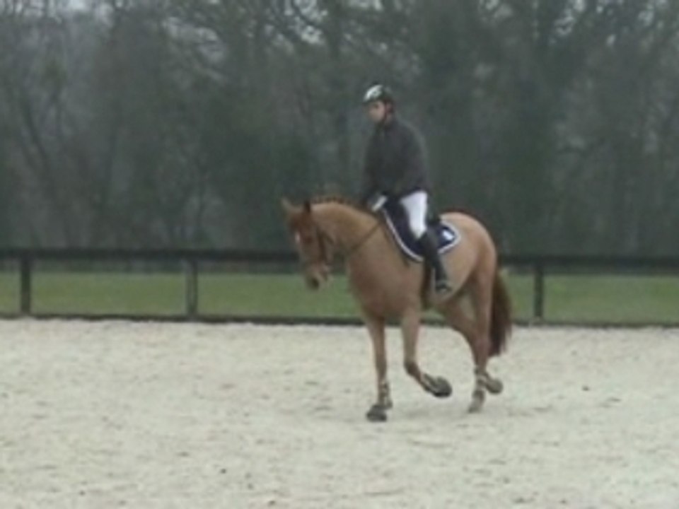 Olmifon ( horse 2002 )  for hunter / jumper