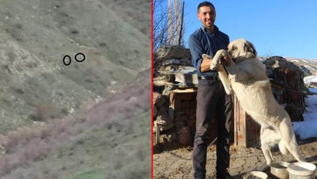 2 kangal köpeği sürüye yaklaşan ayıyı böyle kovaladı
