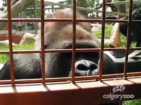 Ces gorilles tombent sur une petite chenille... leur réaction est adorable