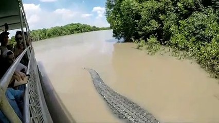 Rencontre entre un crocodile monstrueux et des touristes au brésil