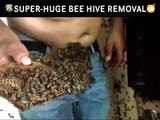 Il découvre un essaim d'abeille immense dans sa maison