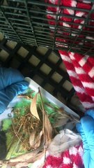 Wild Owl Rescued from Glue Trap