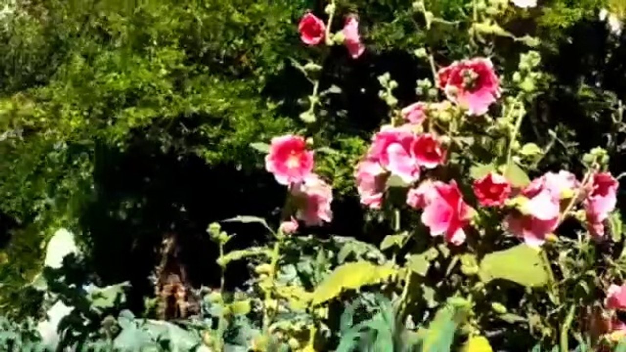 Love Song - Honey's Beautiful Scenery Video & Pop Nice Musical  Song চমৎকার  ভিডিও  ও  পপ গান।
