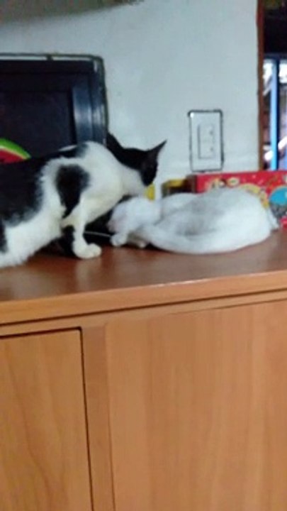 ampon n casper
