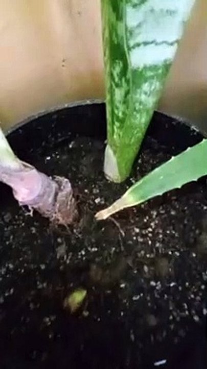 snake plants