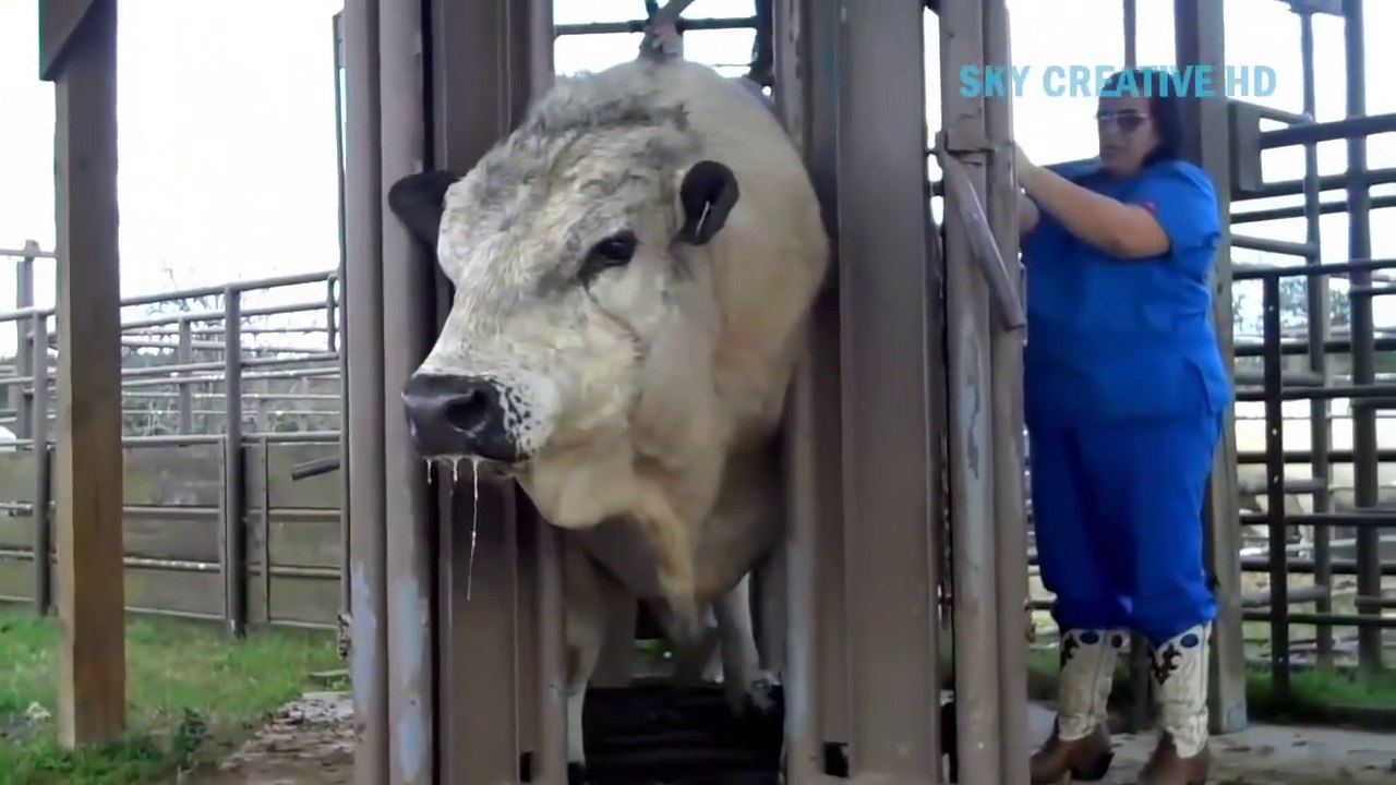 This is the most modern farming cow milking technology you've ever seen ||  Amazing dairy farming