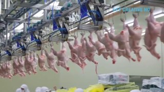 Incredible chicken poultry farming technology in factory || Amazing automatic poultry plants machine