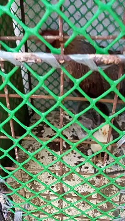 Chicks