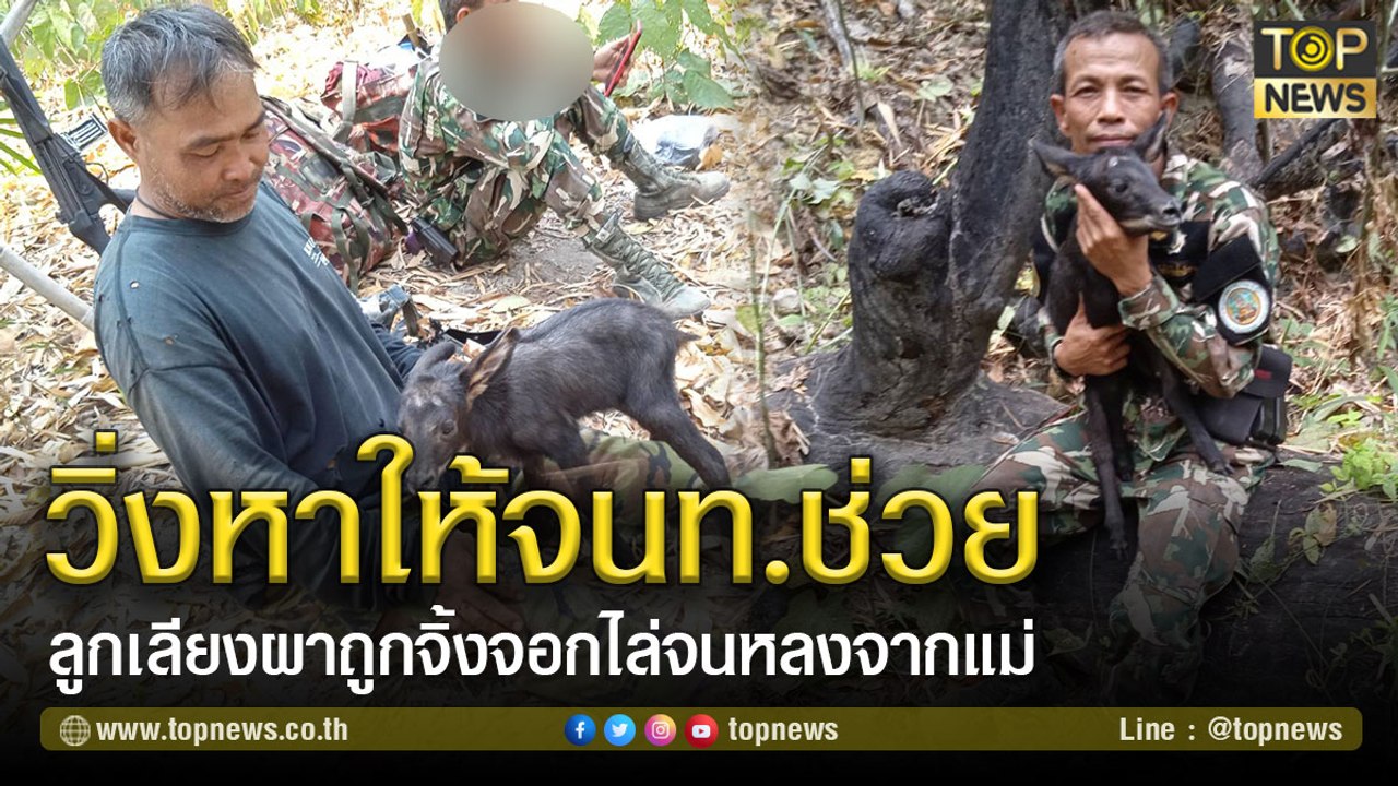 ลูกเลียงผาถูกสุนัขจิ้งจอกไล่จนพลัดพรากจากแม่ วิ่งเข้าหาจนท.ขอความช่วยเหลือ