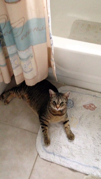 funny animals