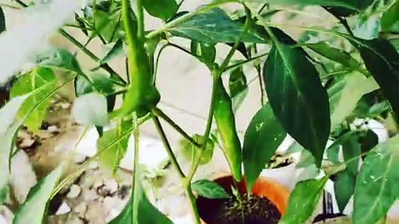 Sili