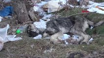 VAN Köpek, ölen köpeğin başından saatlerce ayrılmadı