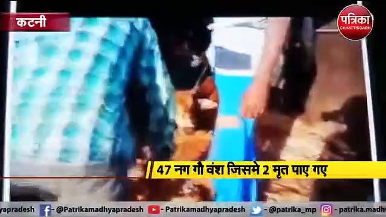 VIDEO: 47 गौ वंश से भरा ट्रक पकड़ा, ट्रक चालक फरार