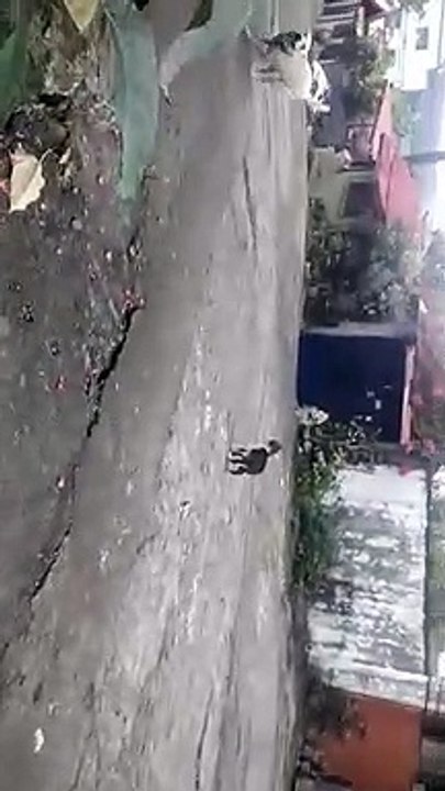 Dog and Cat Playing Together #animallovers#animals