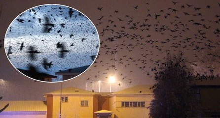 Bir ilimizde büyük panik: Bu kez gece ortaya çıktılar