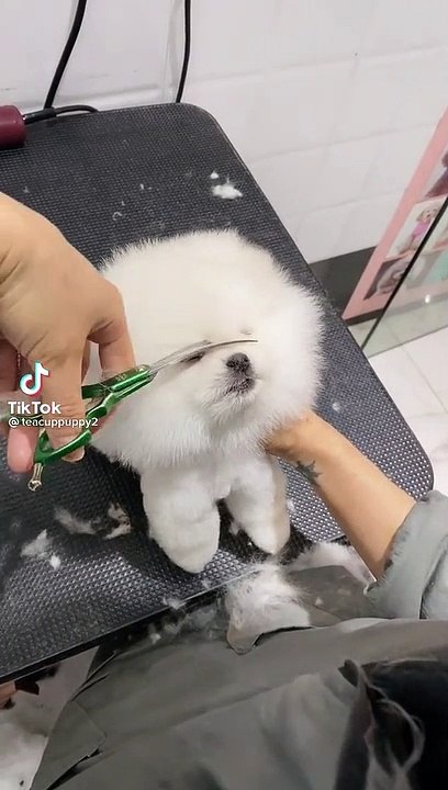 a cute little dog