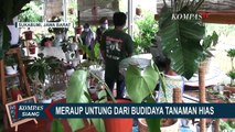 Meraup Untung dari Budidaya Tanaman Hias