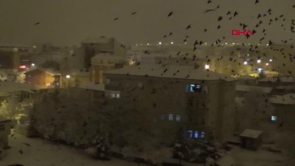 Ardahan'ı istila eden kargalar bu kez gece ortaya çıktı