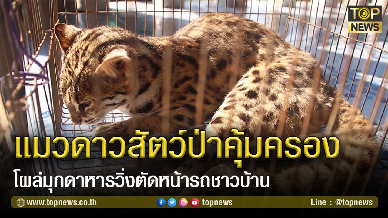เคยเห็นกันไหม? แมวดาวสัตว์ป่าคุ้มครอง โผล่มุกดาหารวิ่งตัดหน้ารถชาวบ้าน