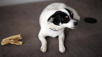 cute animals