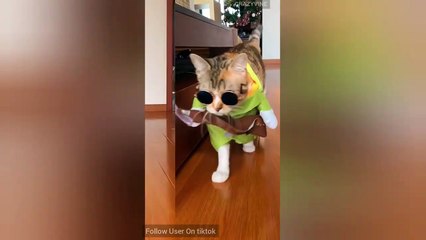 laugtrip funny videos