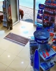 Cadela de rua entra numa farmácia e mostra a pata ferida