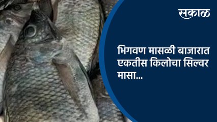 भिगवण मासळी बाजारात एकतीस किलोचा सिल्वर मासा