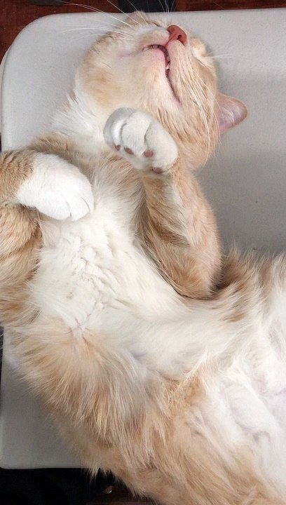 Kitty