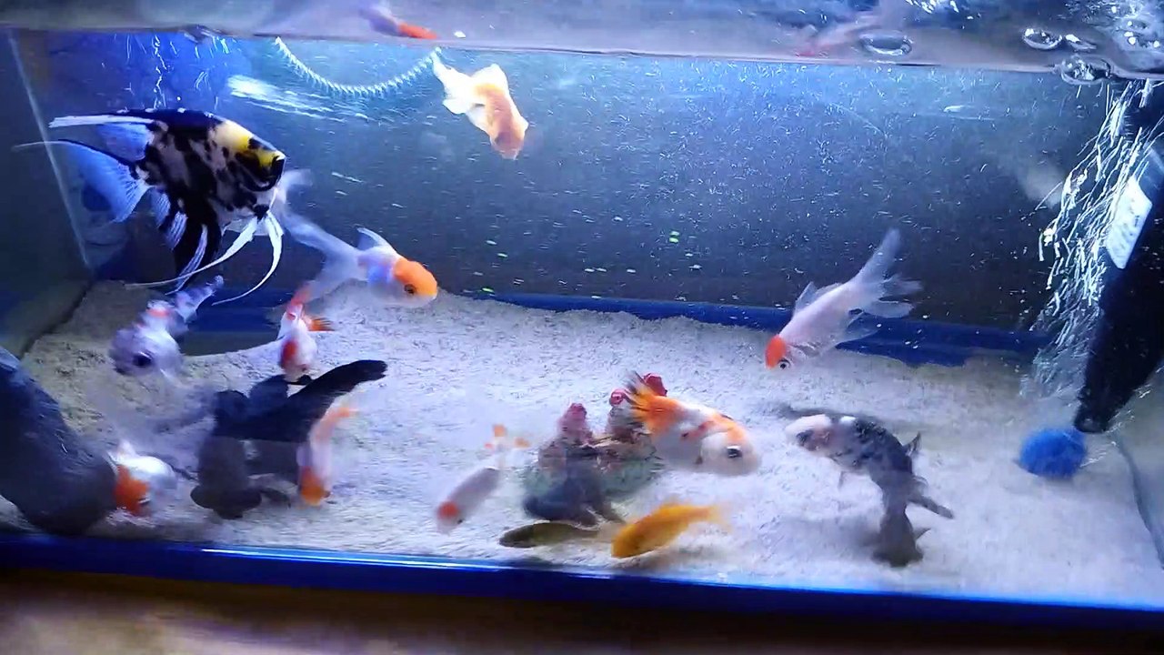 goldfish clan