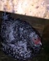 دجاجة تقوم بتربية 7 قطط صغيرة عمياء: صداقة غريبة وثقتها الكاميرات
