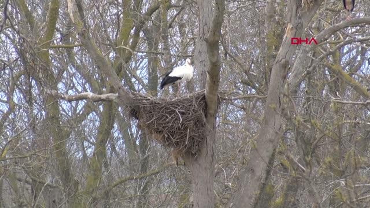 SAMSUN Kızılırmak Deltası Kuş Cenneti, leylekleri ağırlıyor