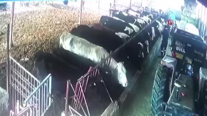 Aşıdan korkan hayvanlar ahırın demirlerini söktü... O anlar güvenlik kamerasına böyle yansıdı