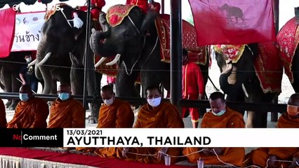 Dia Nacional dos Elefante na Tailândia