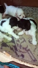 3weeks old Shih Tzu