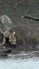 نهاية نمر مفترس بين فكي تمساح