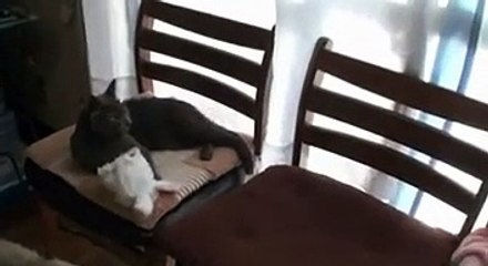 Dünyanın en komik kedisi