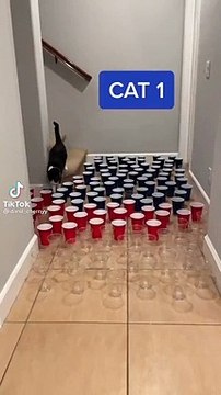 Les chats ne sont pas tous aussi malins