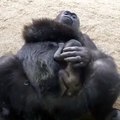 Anne goril ve yavrusu...