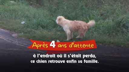 Après 4 ans d’attente à l’endroit où il s’était perdu, ce chien retrouve enfin sa famille.