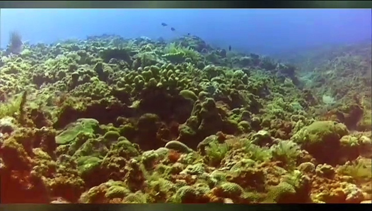 Vit. Sea