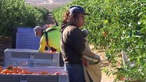 South Australia to welcome 1,200 pickers to fruit farms