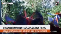 Vuelan en Corrientes guacamayos rojos