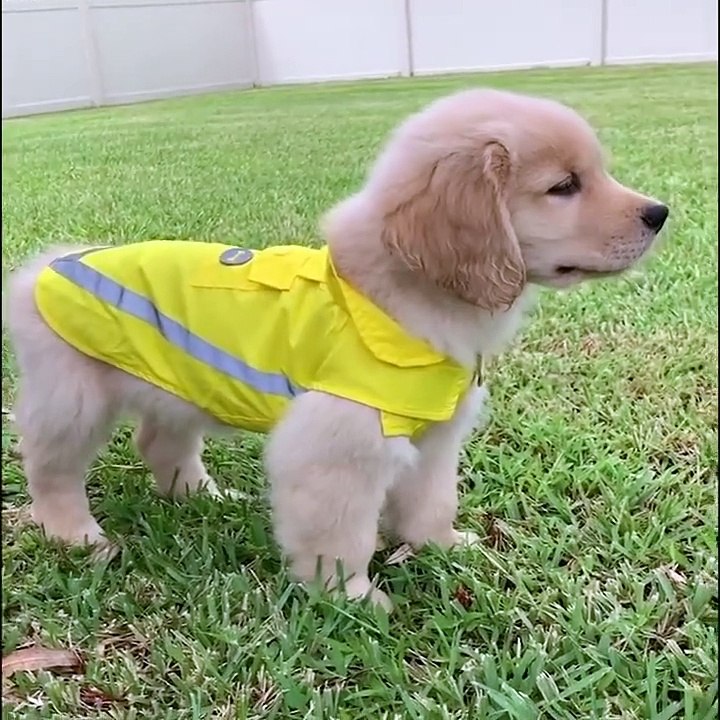 Golden retriever